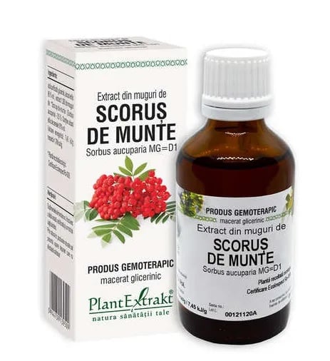 Extract din muguri de scorus de munte, 50ml, PlantExtrakt